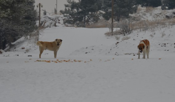2015’DE 1757 ADET BAŞIBOŞ SOKAK HAYVANI TOPLANDI