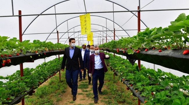 100 Bin Adet Sebze Fidesi Dağıtılacak