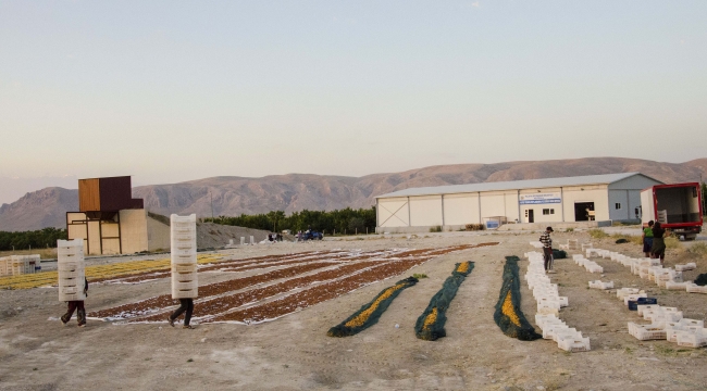 Büyükşehir’den Kayısı’ya Katma Değer