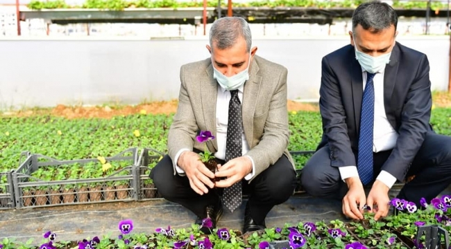 Çınar, Talimat Verdi, 100 Bin Çiçek Üretimi Yapıldı