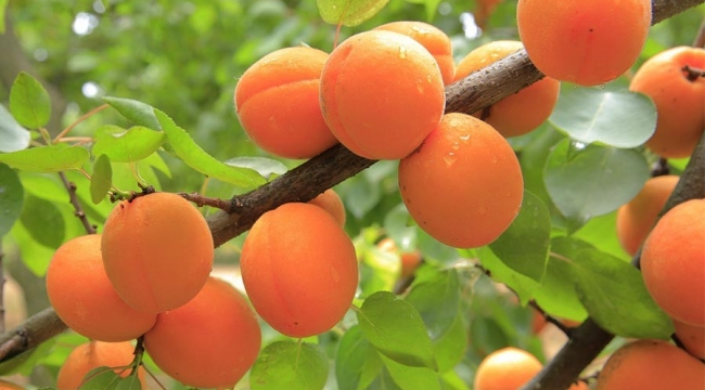 Kayısıda Şeftali Güvesi