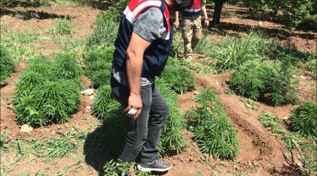 31.750 kök hint keneviri ele geçirildi