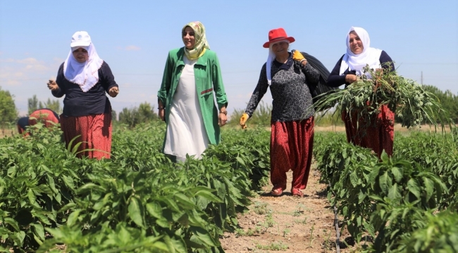 Gönüllü Kadınlar, İlk Hasatlarını Topladı