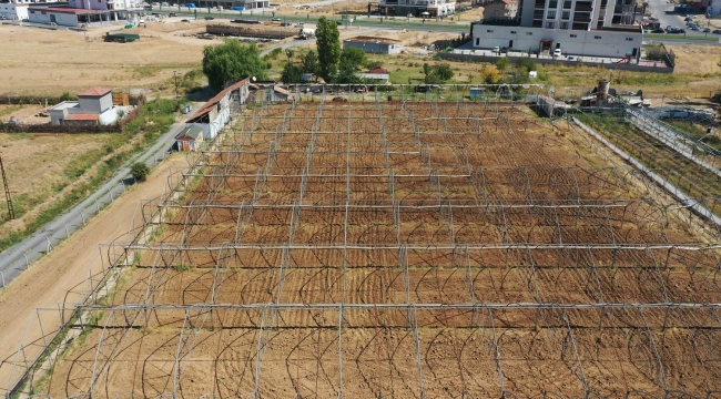 Yeşilyurt Belediyesi, 4.000 Metrekare Alanda Salep Orkidesi Üretimine Başladı