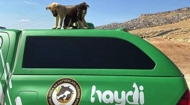 Köpeklere İşkence Yapan Şahısa Ceza