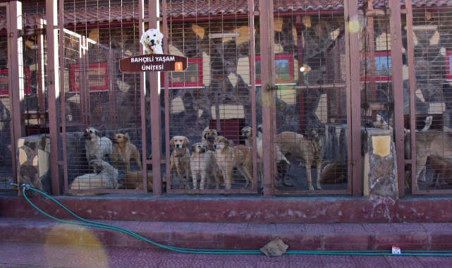 1308 Sokak Hayvanının Bakım ve Tedavisi Yapıldı