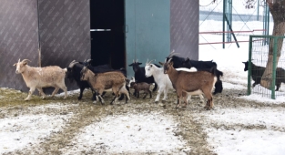 Hayvanat Bahçesi, 1300 Hayvanı Barındırıyor