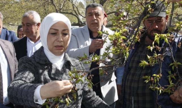 Malatya'da Zirai Don Nedeniyle Hasar Tespit Çalışmaları Başladı