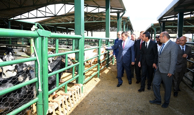 Başkan Gürkan, Canlı Hayvan Pazarında İncelemelerde Bulundu