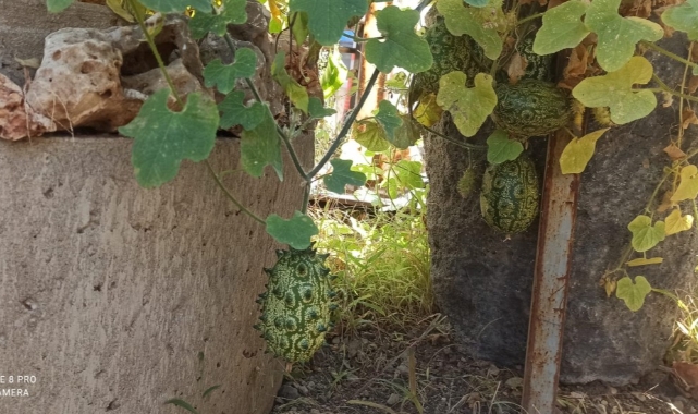Boynuzlu Kavun “Kiwano” Artık Arapgir’de de Yetişecek
