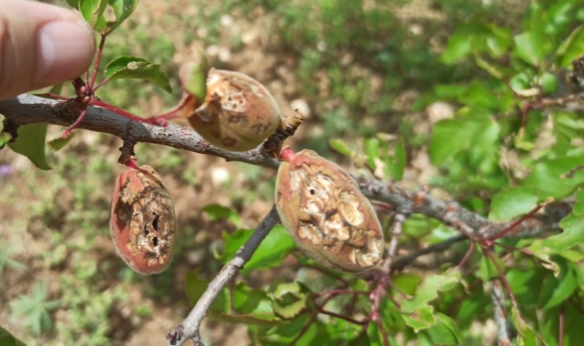 Ceviz Büyüklüğündeki Dolu, Kayısıyı Böyle Vurdu