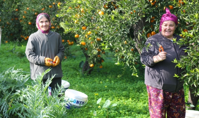 Bodrum Mandalini Zincir Marketlerde Yerini Almaya Başladı