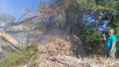 KULUNCAK’TA ELEKTRİK HATTINA AĞAÇ DALLARININ TEMASI YANGIN ÇIKARTTI
