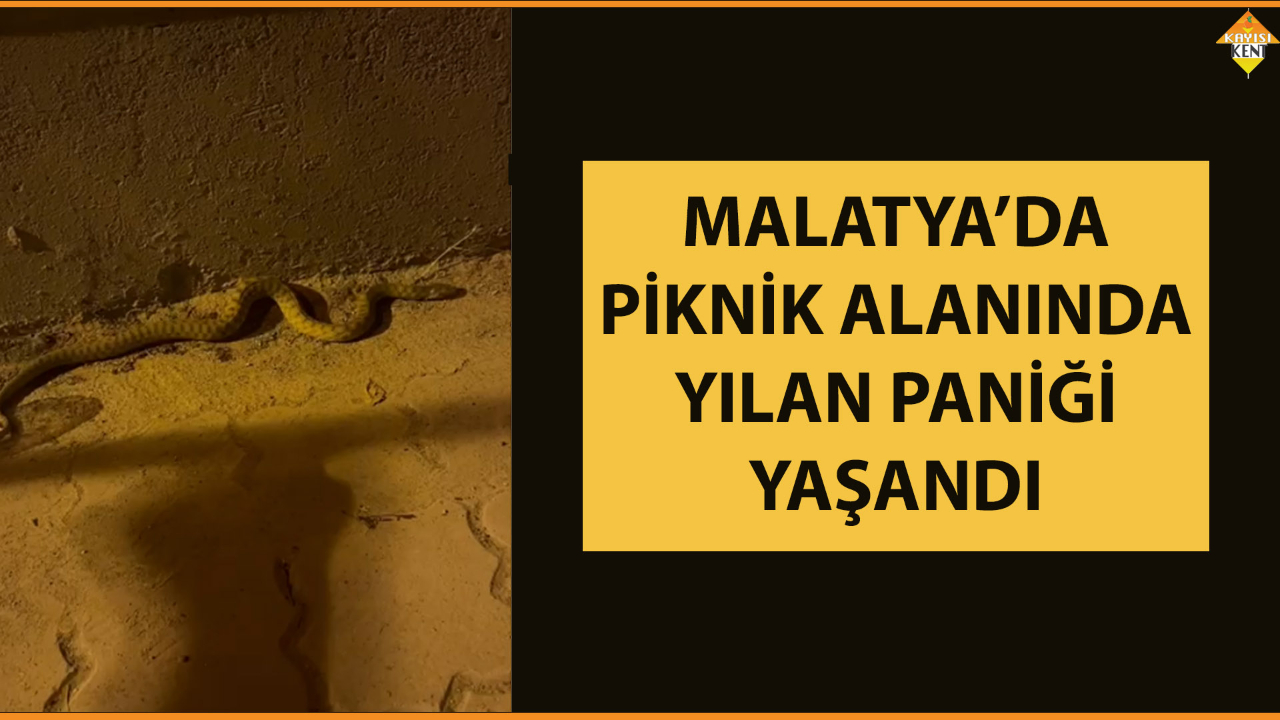 MALATYA’DA PİKNİK ALANINDA YILAN PANİĞİ YAŞANDI