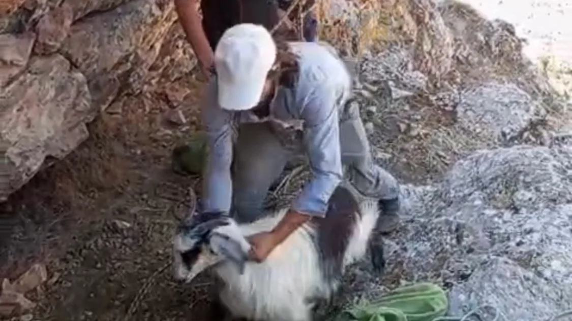 YEŞİLYURT’TA MAHSUR KALAN 4 KEÇİ KURTARILDI