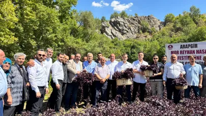 ARAPGİR’DE MOR REYHAN TARLASINDA HASAT COŞKUSU YAŞANDI