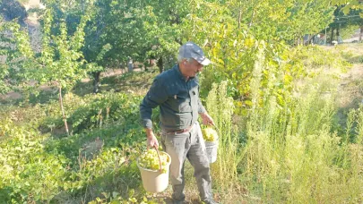 3 BİN DÖNÜM BAĞDAN GERİYE 3 DÖNÜM KALDI