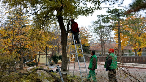 AĞAÇLARDA BUDAMA ÇALIŞMALARINA BAŞLANDI