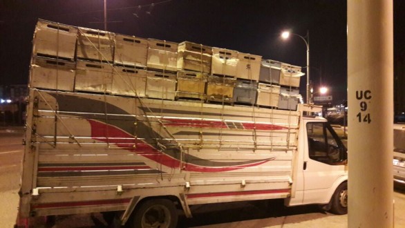 Arı Kovanlarını Çalan Hırsız Diyarbakır’da Yakalandı