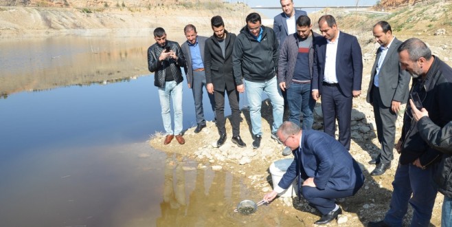 Beylerderesi Baraj Göletine 10 Bin Adet Pullu Sazan Bırakıldı