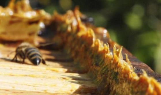 Doğal antibiyotik: Propolis