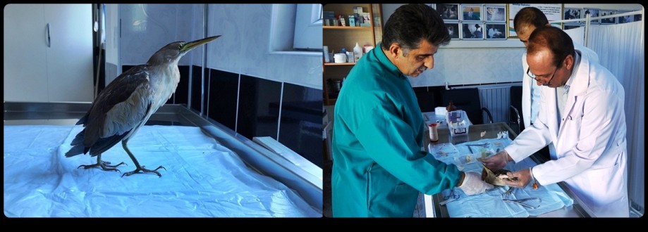 Dünyada Nesli Tükenmekte Olan ‘Hint Gölet Balıkçıl’ Kuş Tedavi Edildi