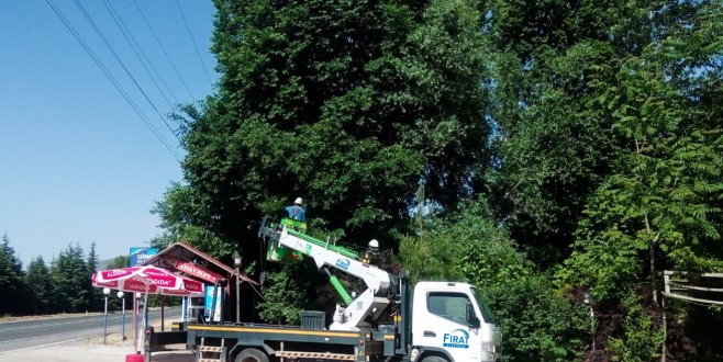 Fırat Edaş’tan Ağaç Kesme Ve Budama Uyarısı