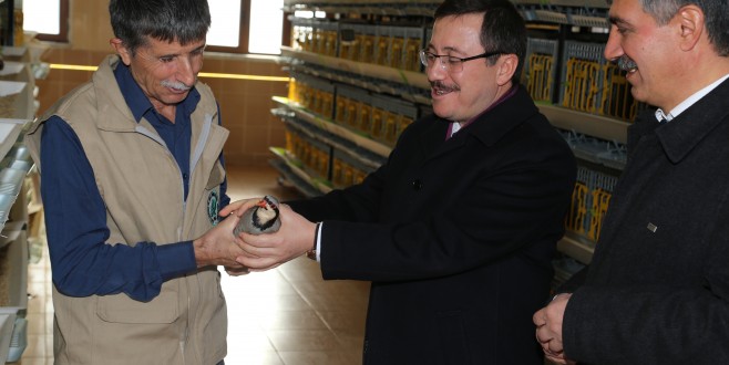 Kınalı Keklik Üretim Sezonu Başladı