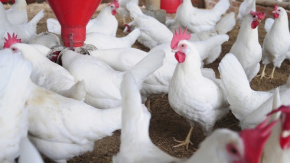Kümes Hayvancılığı Üretimi