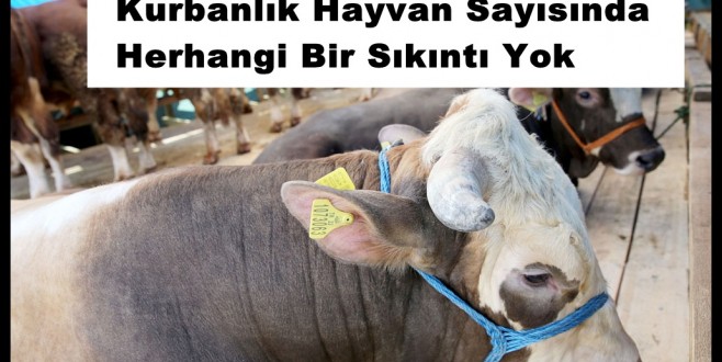 Kurbanlık Hayvan Sayısında Herhangi Bir Sıkıntı Yok