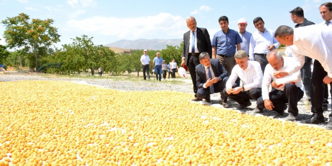 Malatya’da Kayısı Hasadı Başladı