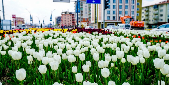 Malatya’da Laleler Açtı