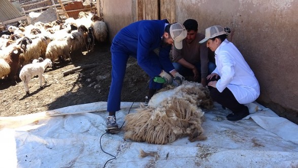 Malatya Koyun Keçi Yetiştiricileri Birliği Yeni Bir Hizmet