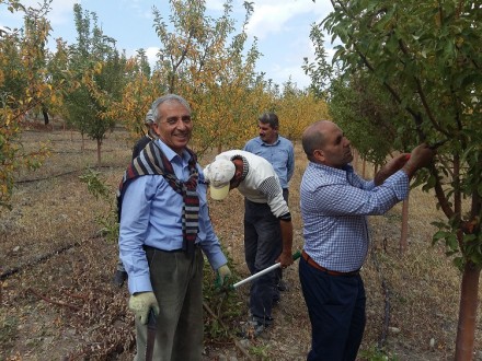 Meyve Bahçelerinde Sonbahar Bakımı