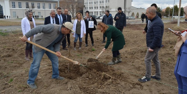 MTÜ Tarım Kampüsüne örnek kayısı bahçesi kuruluyor