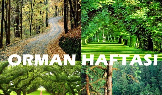 Orman Alanlarımız Artıyor