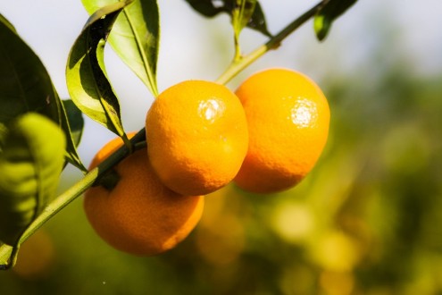 Satsuma ihracatında Rusya sevinci