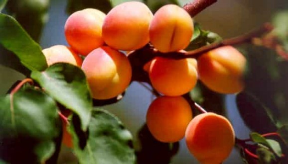 Sert Çekirdekli Meyvelerde Görülen Yaprak Delen (Çil) Hastalığı