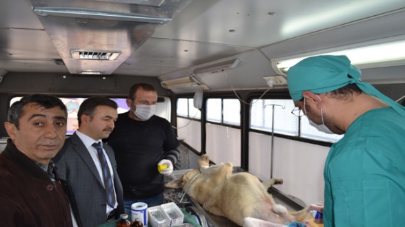 SOKAK KÖPEKLERİ İÇİN ÇALIŞMA BAŞLATILDI