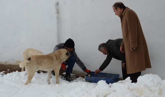 SOKAK VE YABAN HAYVANLARI İÇİN DOĞAYA YEM BIRAKILDI