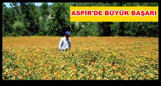 SÖZLEŞMELİ ASPİR ÜRETİMİNDE BÜYÜK BAŞARI