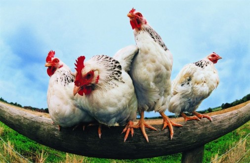 Tavuk Eti, Yumurta, Süt Ve Ürünlerindeki İhracat Artışı Sürüyor…