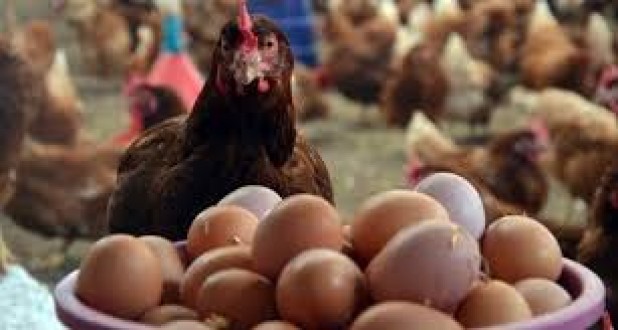 Tavuk yumurtası üretimi 1,4 milyar adet olarak gerçekleşti