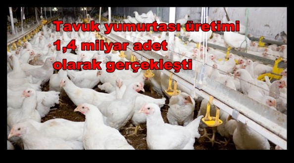 Tavuk yumurtası üretimi 1,4 milyar adet olarak gerçekleşti