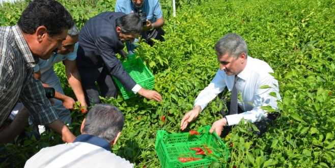 Vali Baruş, Dila Kırmızı Biber Yetiştiriciliği Hasadına Katıldı