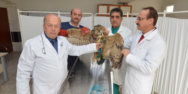 YARALI PUHU KUŞUNA &quot;DOKU NAKLİ&quot;