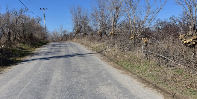 YOL GÜZERGÂHINDA BULUNAN AĞAÇLAR BUDANDI