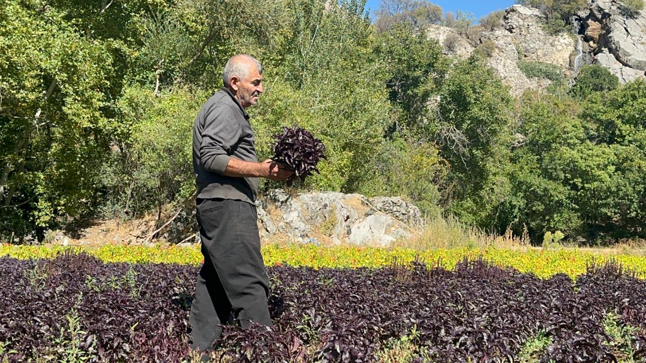 ARAPGİR’DE REYHAN ÜRETİMİ KATLANARAK ARTIYOR