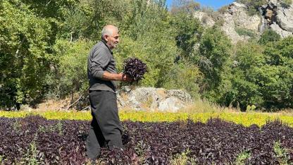 ARAPGİR’DE REYHAN ÜRETİMİ KATLANARAK ARTIYOR