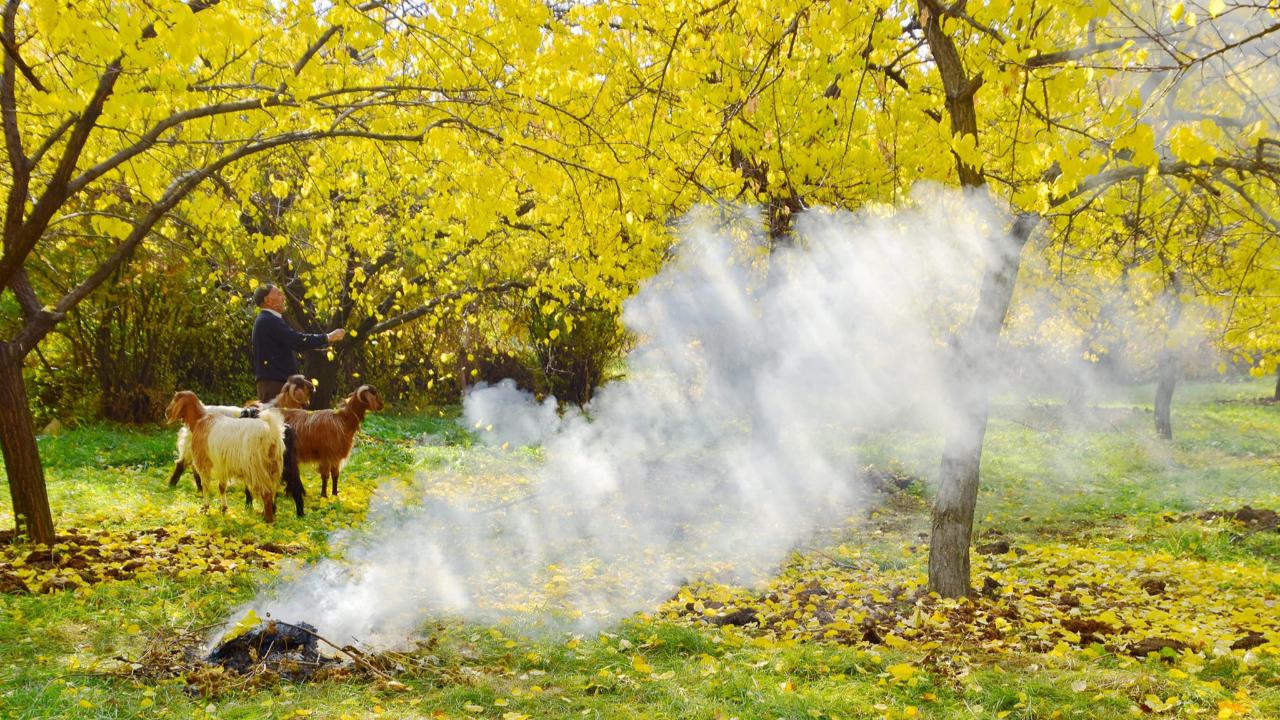 KAYISI BAHÇELERİNDE SONBAHAR MÜCADELESİ BAŞLADI